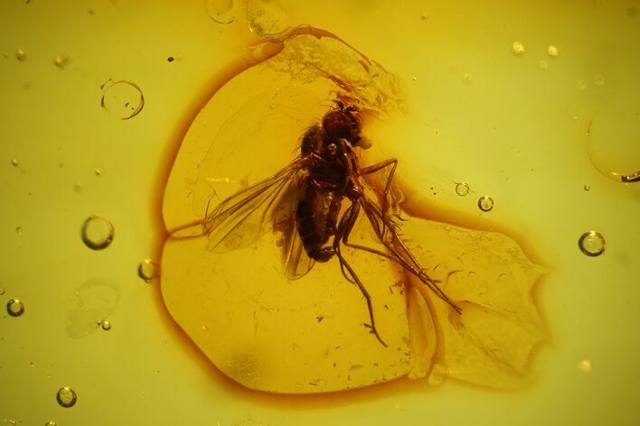 Detailed Fossil Fly (Diptera) In Baltic Amber #145451
